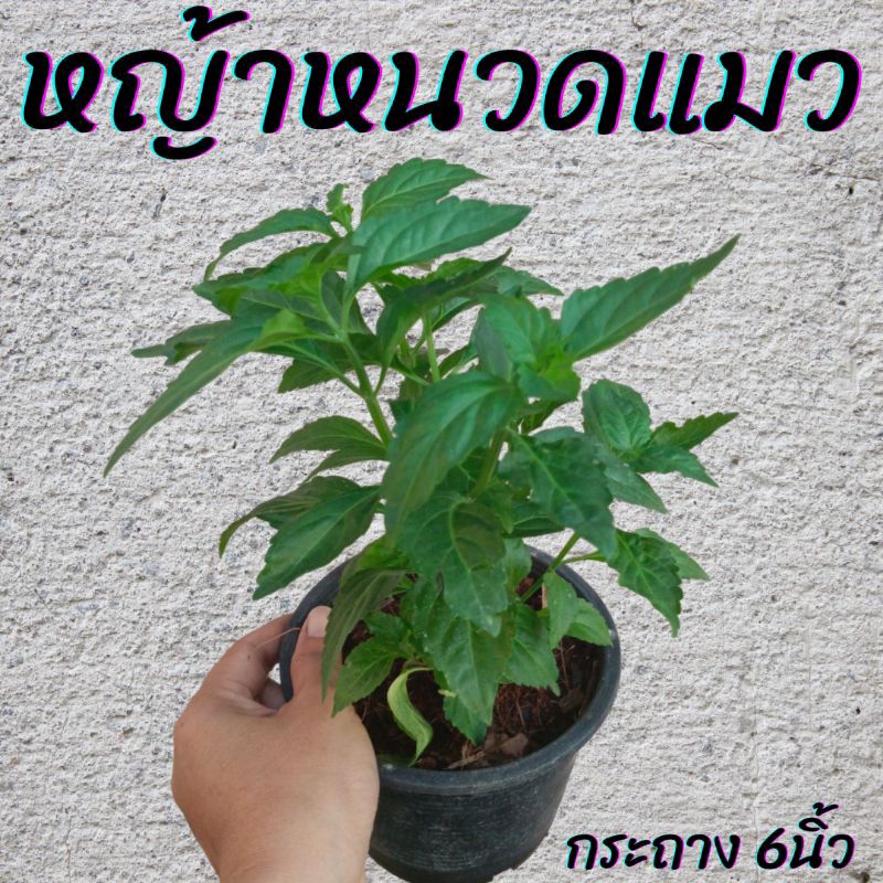 ต้นหญ้าหนวดแมว กระถาง6นิ้ว