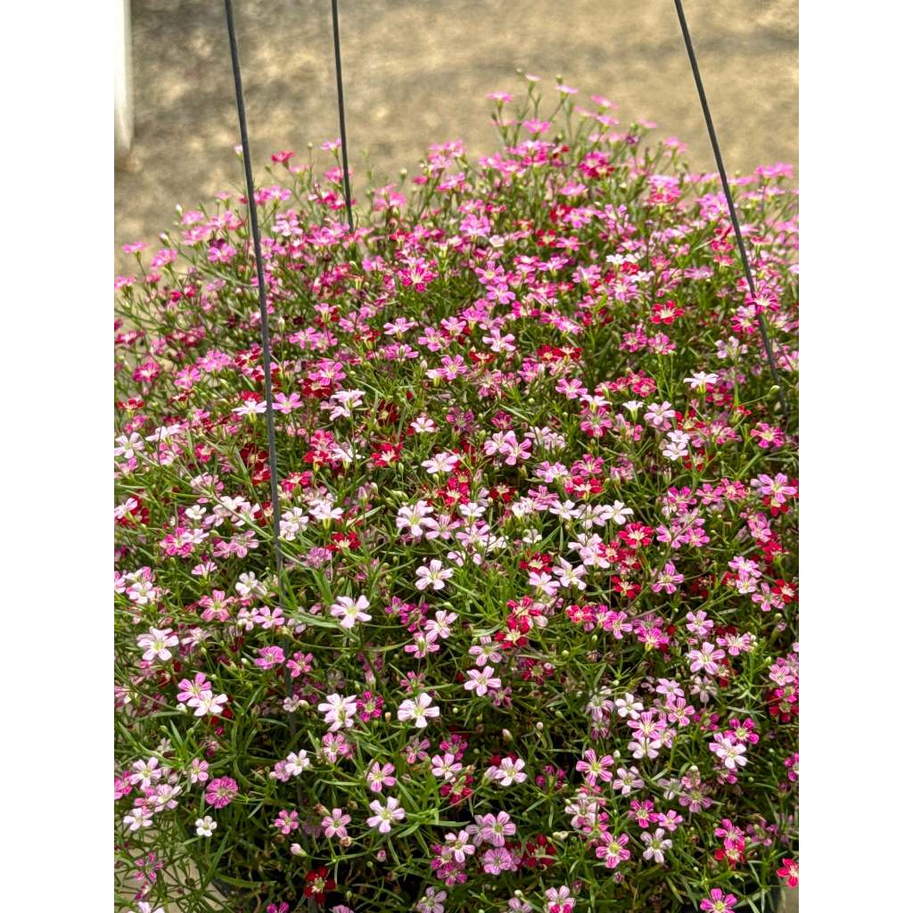 มุมมอง 3