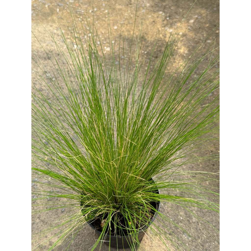 มุมมอง 3