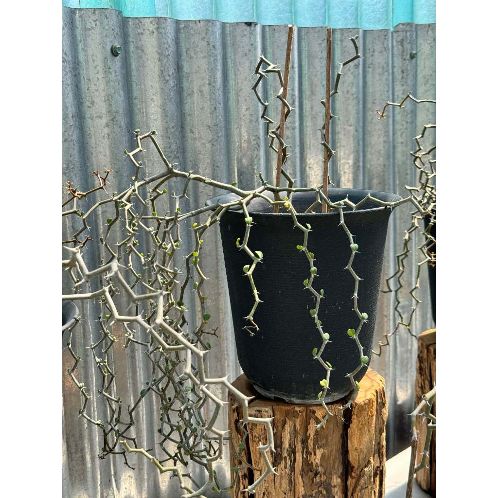 มุมมอง 3