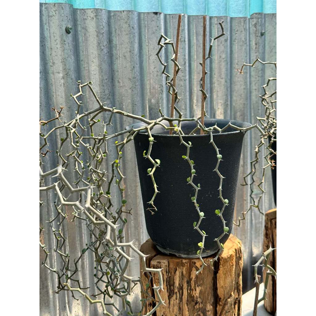 มุมมอง 2