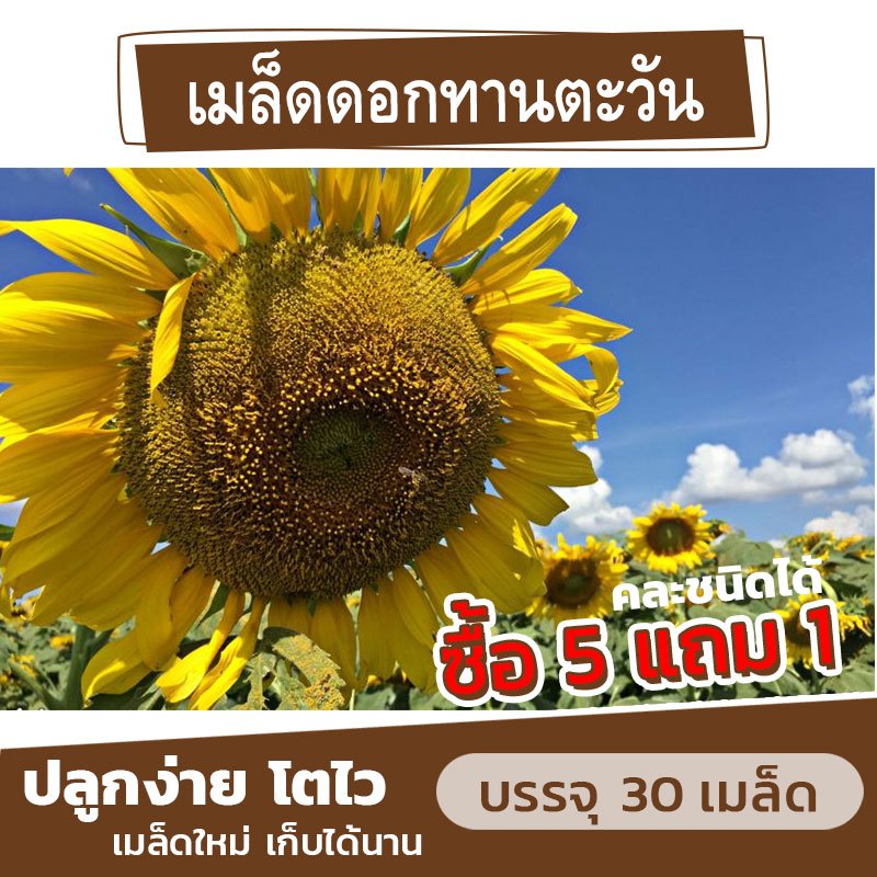 เมล็ดพันธุ์ ดอกทานวัน ชมดอก แบ่งขาย 30 เมล็ด (ซื้อ 5 แถม 1)
