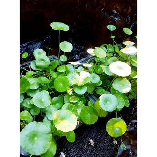 🍀แว่นเเก้วเขียวมรกต🍀ไม้น้ำใส่อ่างปลาสวยงาม🍀จัดสวนชิมิๆ🍀4แถม1❣