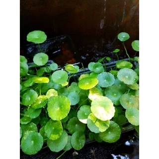 🍀แว่นเเก้วเขียวมรกต🍀ไม้น้ำใส่อ่างปลาสวยงาม🍀จัดสวนชิมิๆ🍀4แถม1❣
