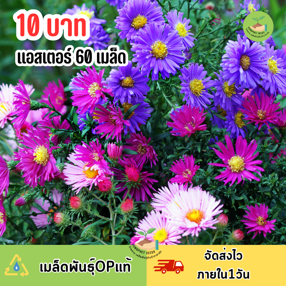 ดอกแอสเตอร์ บรรจุ 60 เมล็ด ถูกที่สุด