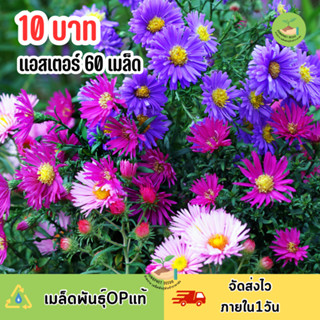 ดอกแอสเตอร์ บรรจุ 60 เมล็ด ถูกที่สุด