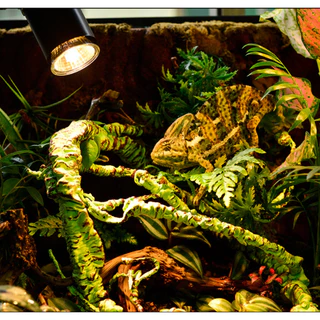 ร้านคนไทย! ขั้วหลอดไฟเซรามิก ไฟเต่า ไฟกกลูกนก หลอดUVA + UVB 3.0 หลอดไฟให้ความร้อน