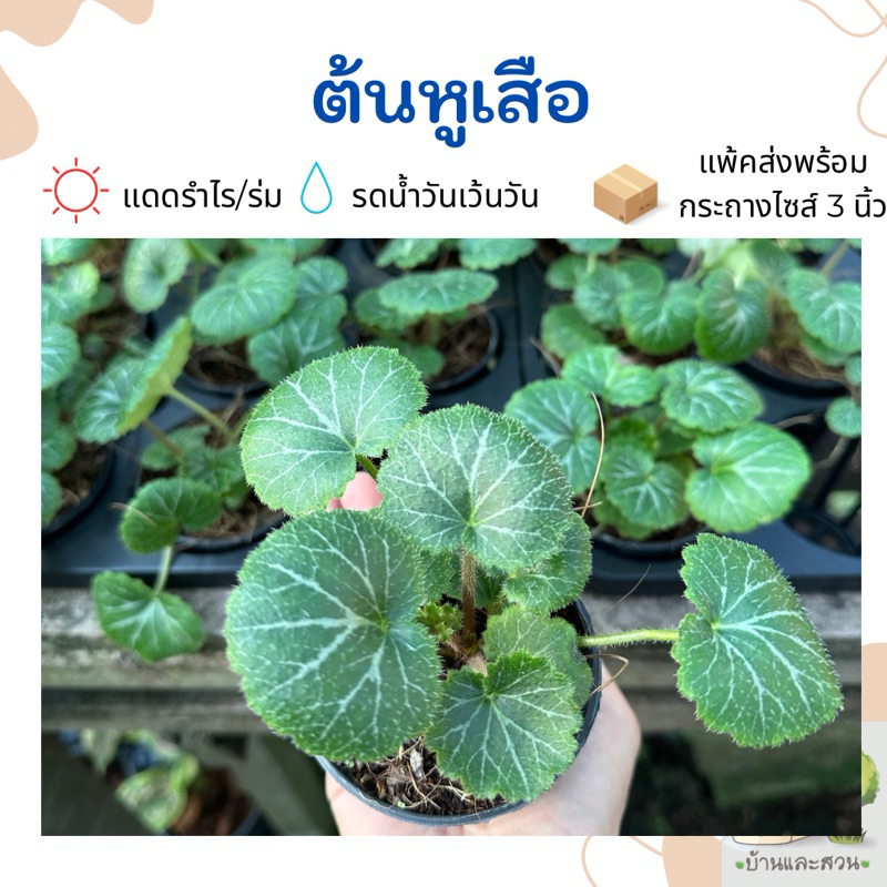 ต้นใบหูเสือ หรือบีโกเนียใบสตอเบอรี่ ไม้ประดับพุ่มเล็ก จัดส่งต้นพร้อมกระถางขนาด 3 นิ้ว