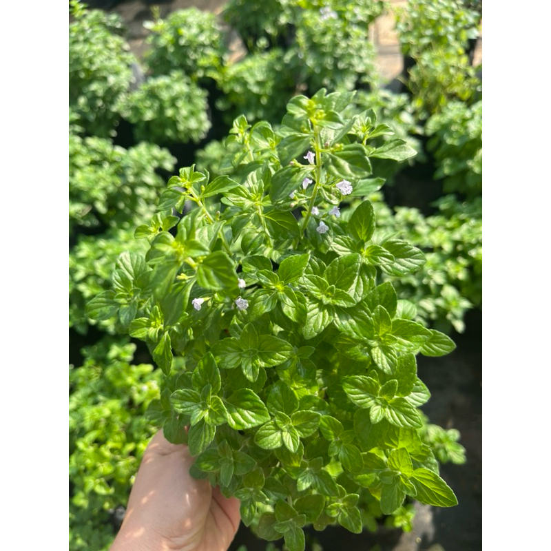 🪴คาลามิ้นท์🌷ดอกสีขาว🍃กลิ่นหอม👉พร้อมส่ง