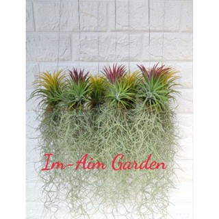 เคราฤาษีพร้อมทิวแลนเซีย มีให้เลือก2สายพันธุ์  ( ต้นจะมีสีในฤ…