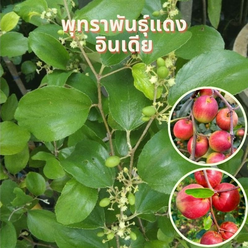 "พุทราแดงอินเดีย ต้นพุทราแดงอินเดีย เมื่อผลสุก ผิวจะมีสีแดง เนื้อมีรสหวานกรอบ มีกลิ่นหอม ให้ผลผลิตสูง ปรับให้เข้ากับสภาพ