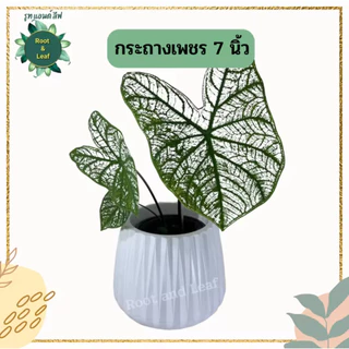 กระถางเพชร 7นิ้ว ถาดรองในตัว มีจุกระบายน้ำ กระถางมินิมอล แต่งบ้าน แต่งคอนโด แต่งห้อง