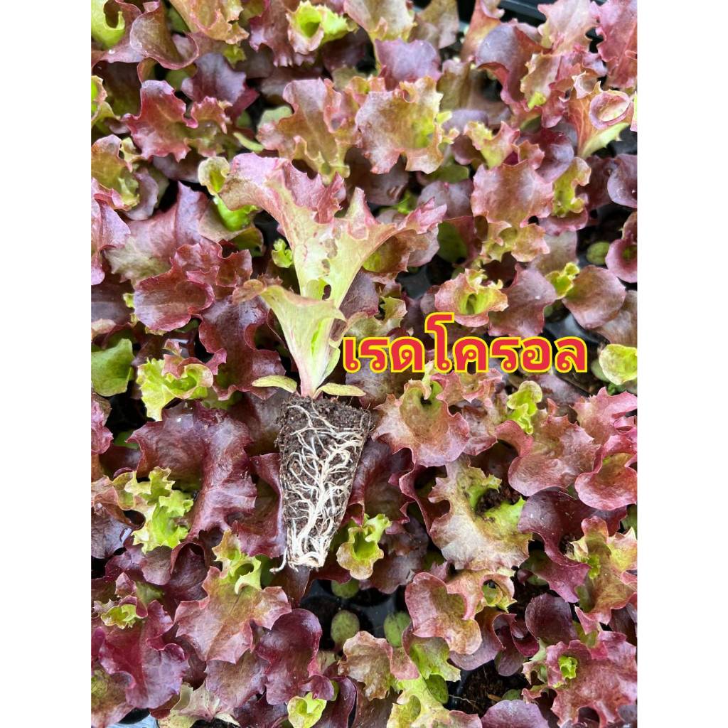 ต้นกล้าผักสลัด ไฮโดรโปรนิกส์ ต้นกล้าผักสวนครัวพร้อมปลูก มีสายพันธุ์ สลัดแก้ว ฟินเล่ย์ กรีนโอ๊ค เรดโอ๊ค มินิคอส กรีนคอส เ - รูปที่ 6