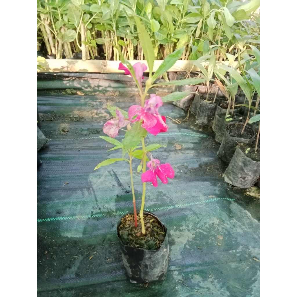 ต้นพันธุ์ดอกเทียน มีลำต้นคล้ายลำเทียน คละสี ถุงละ 29 บาท ออกดอกเป็นช่อประมาณ 2-3 ดอก
