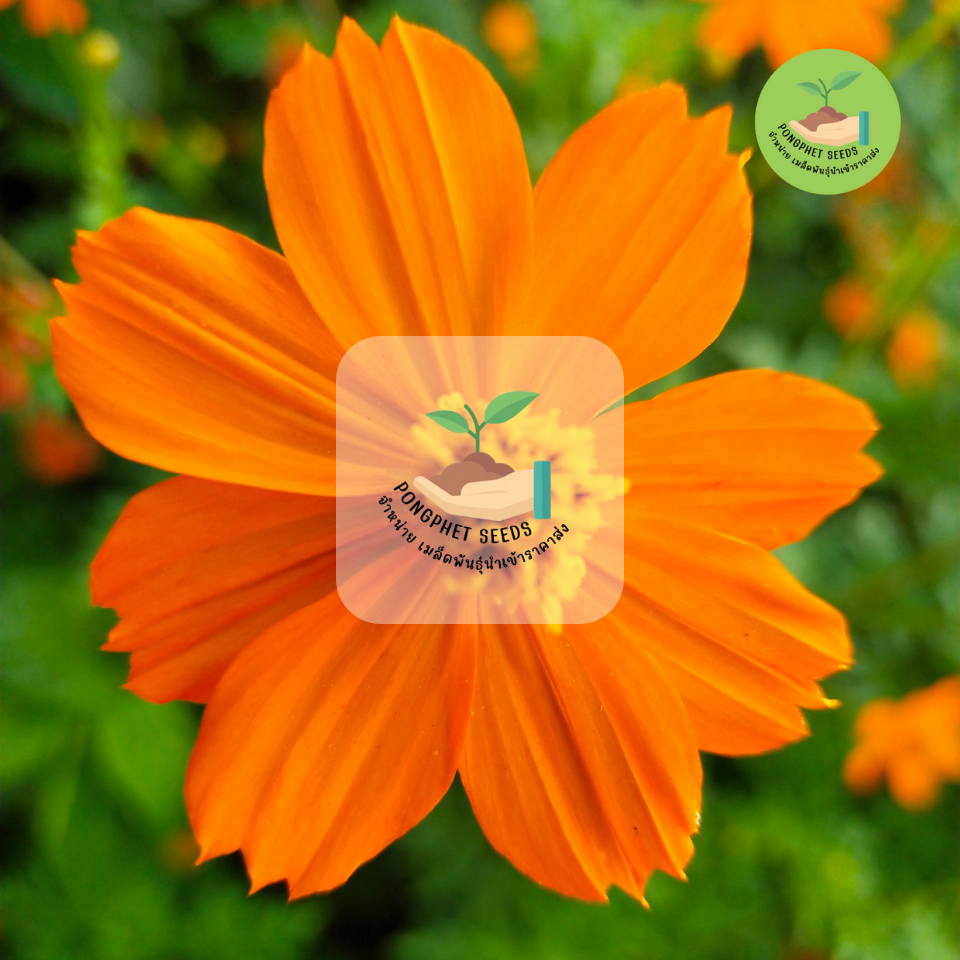 พิเศษ 9 บาท ‼️ เมล็ดพันธุ์ ดอกดาวกระจายแคระ บรรจุ 200เมล็ด - รูปที่ 2