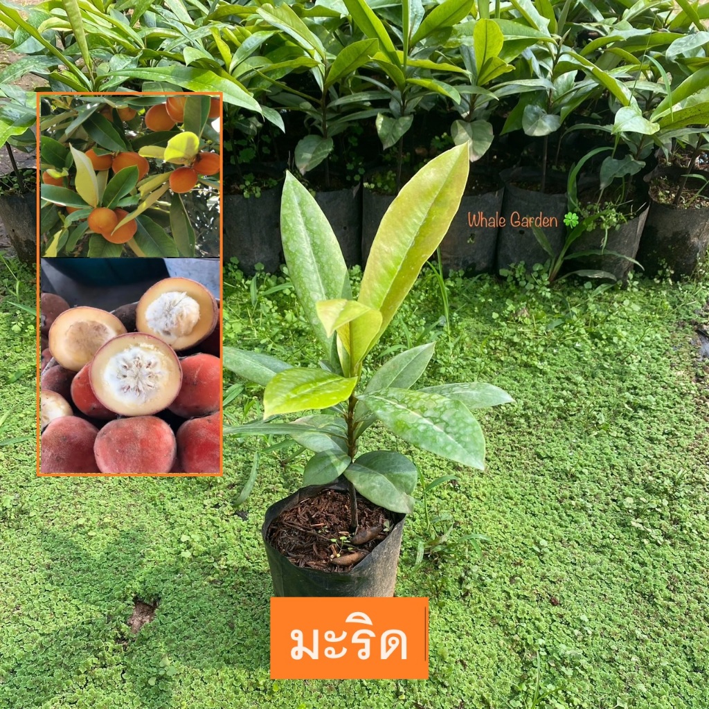 ต้นมะริด มะริด (Butter fruit)  ไม้มงคลหายาก ผลรับประทานได้ (รับประกัน ส่งใหม่ฟรี หากสินค้าเเสียหาย!!)