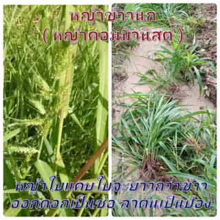 ฆ่าหญ้า นาข้าว หญ้าเหมือนข้าว หญ้าใบแคบ ใบแหลม หญ้าข้าวนก ข้าวไม่แดง ไม่งัน ราซียา ฟรีจับใบเกรดA
