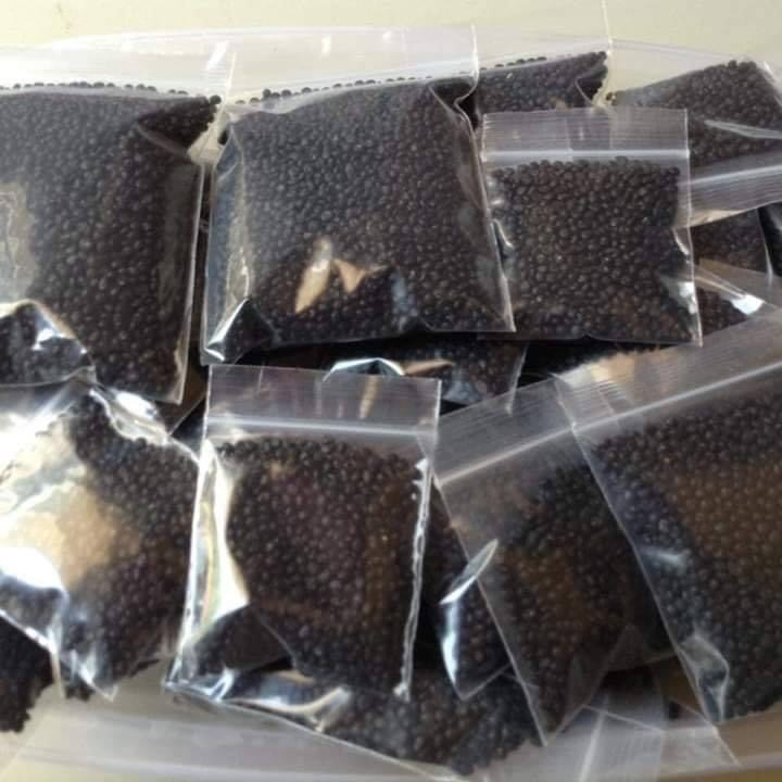 พร้อมส่ง จำนวน 700 เมล็ด เมล็ดหน่อไม้ฝรั่ง บร็อคอินพรูฟ อัตรางอก 90% - รูปที่ 6