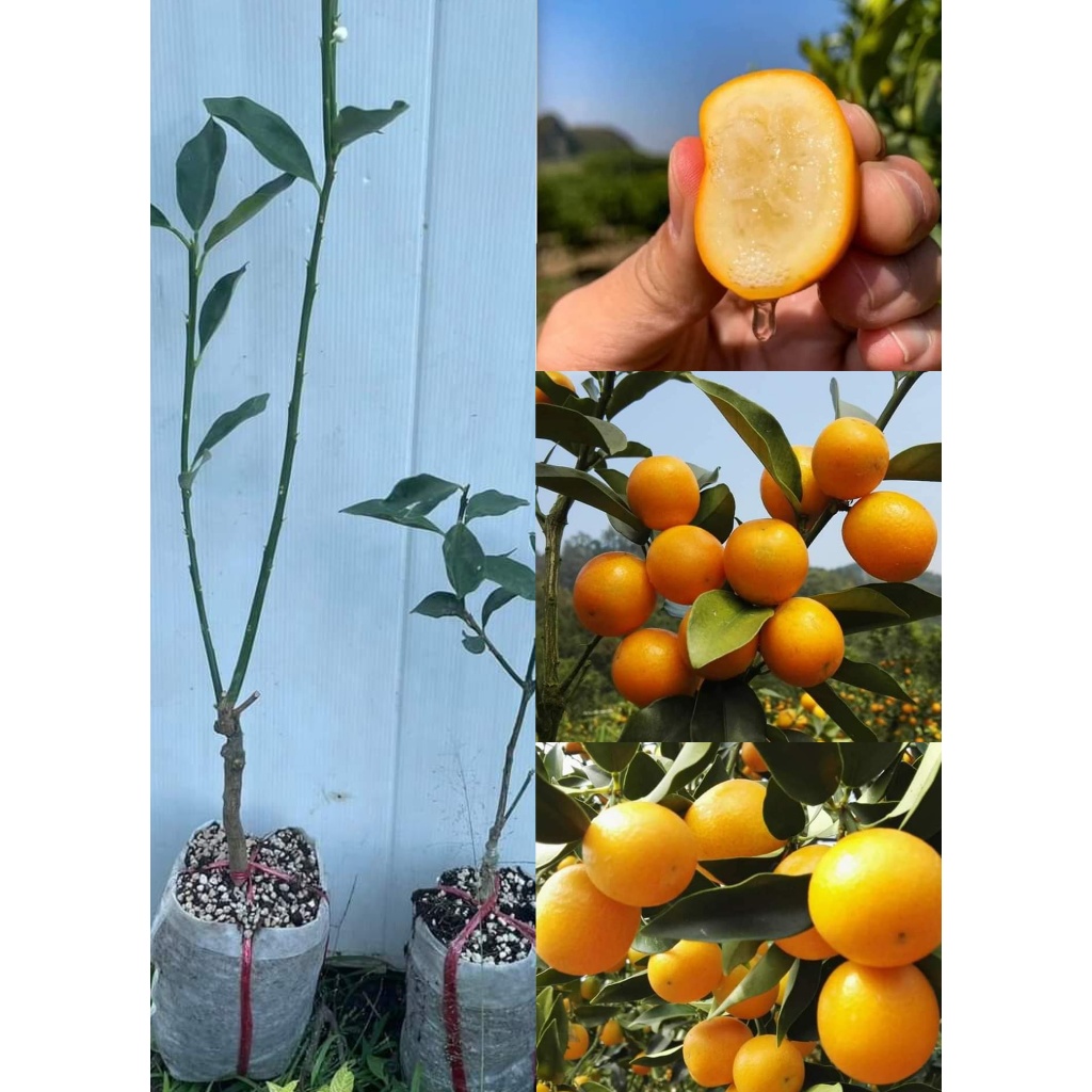 (รับ1ต้น)(เสียบยอด) #ต้นส้ม สายพันธุ์ Crispy Honey Kumquat 🏡Lists