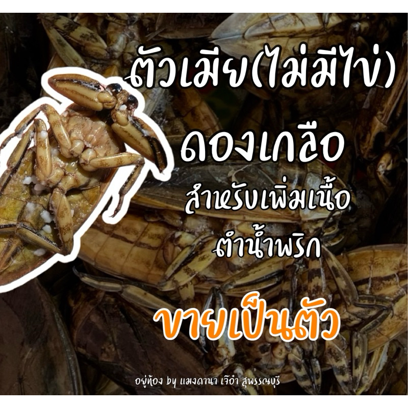 แมงดาตัวเมีย(ไม่มีไข่)แมงดามันแบบดองเกลือ ขายเป็นตัว