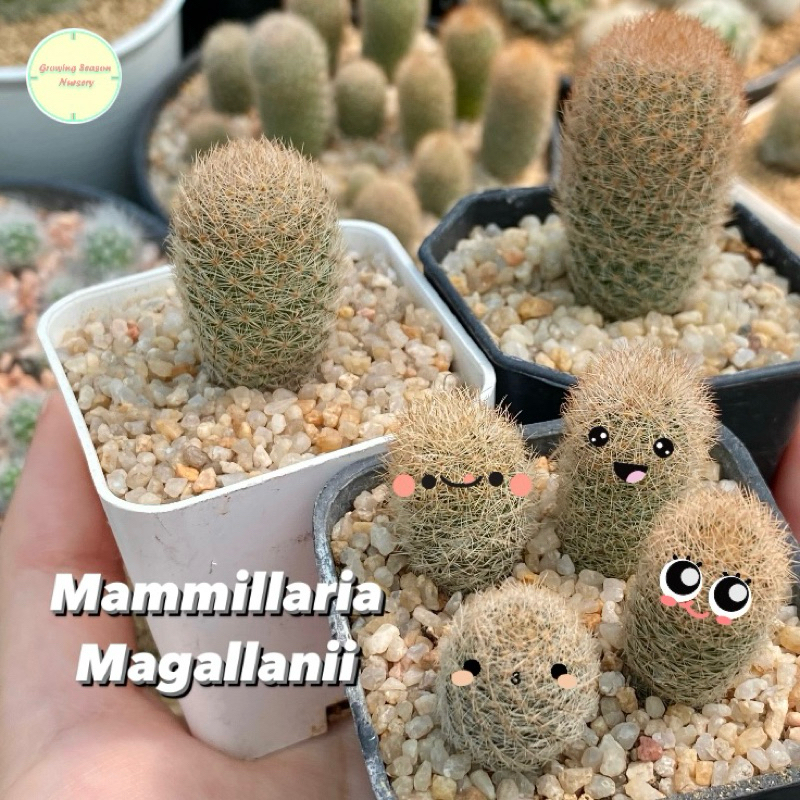 [ MAMM4 ] แมมมิลลาเรีย มากัลลานิอาย Mammillaria Magallanii ไม้เมล็ด ไม้ชำหน่อ แคคตัส กระบองเพชร ไม้อวบน้ำ ต้นไม้