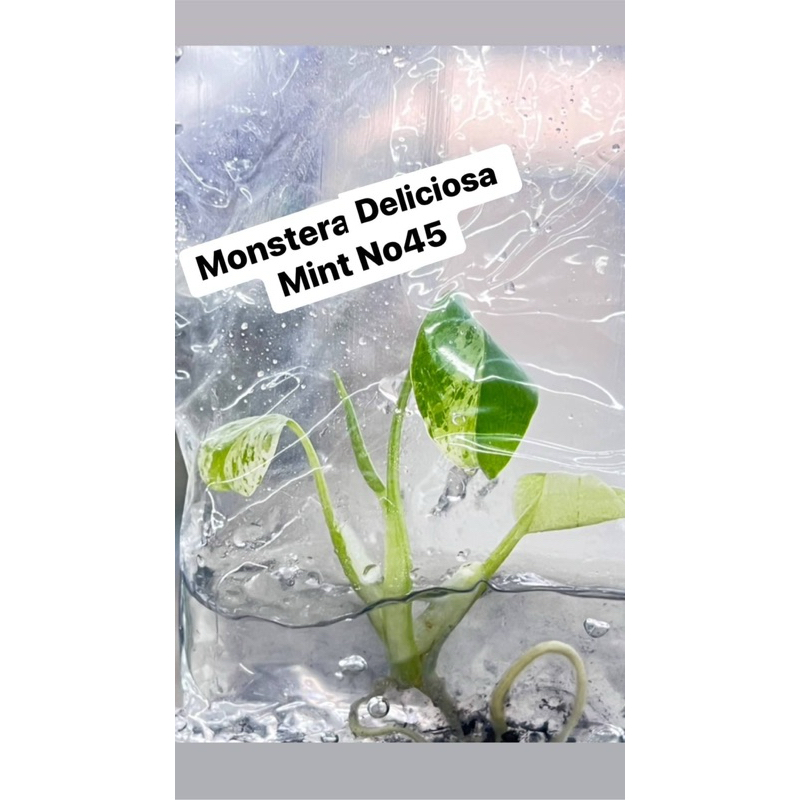 มอนมิ้น Monstera Mint/white monster เลือกต้นได้