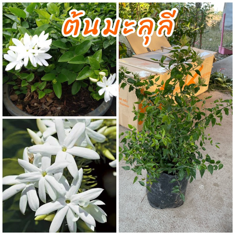 ต้นมะลุลี หรือ มะลิพวง ดอกสีขาวกลิ่นหอมทั้งวันทั้งคืน หอมอ่อนๆ ต้นพันธุ์แข็งแรง