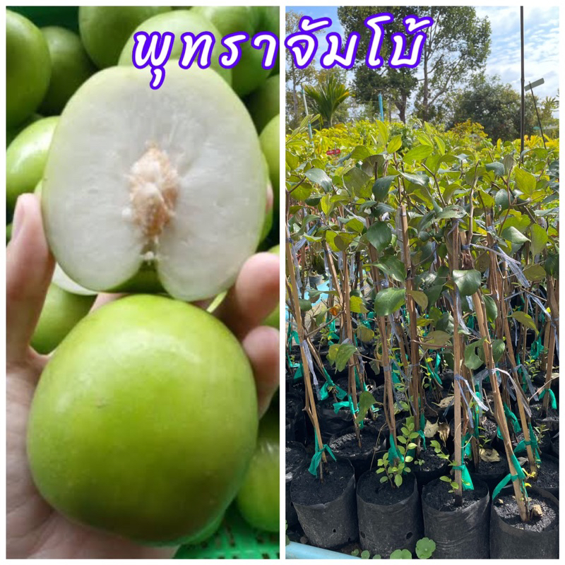 ต้นพุทราจัมโบ้ พุทราจัมโบ้ ทาบกิน ลูกใหญ่รสหวานกรอบ ติดผลดกมาก ต้นเตี้ย ขนาดต้น50-60ซม.