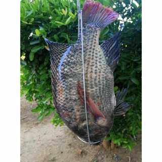 เหล็กอบปลานิลอบโอ่ง รุ่นใหม่ใชัลวดใหญ่กว่าเดิม แข็งแรงยิ่งขึ…