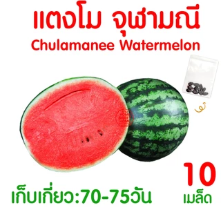 *โค้ดส่งฟรี* ผักไม้เลื้อย เมล็ดผัก เมล็ดตระกลูแตง (2,000เมล็ด+) เมล็ดพันธุ์ เมล็ดพันธุ์ผัก งอกดี ปลูกผัก Clearance