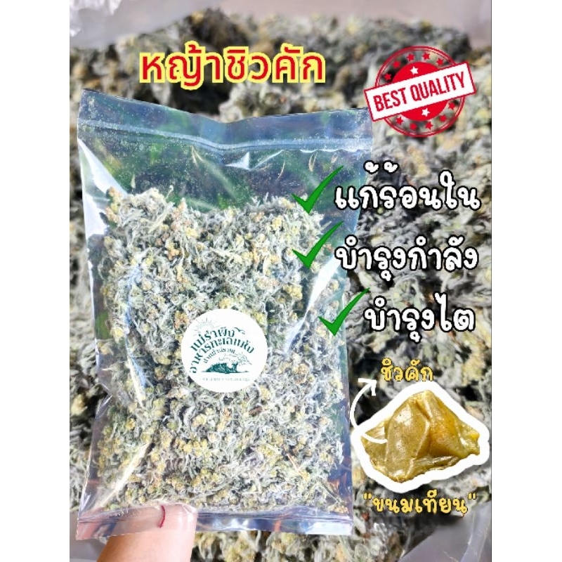ชิวคัก หญ้าชิวคัก หญ้านางนวล หญ้าขนมเทียน เกรดA แท้100%