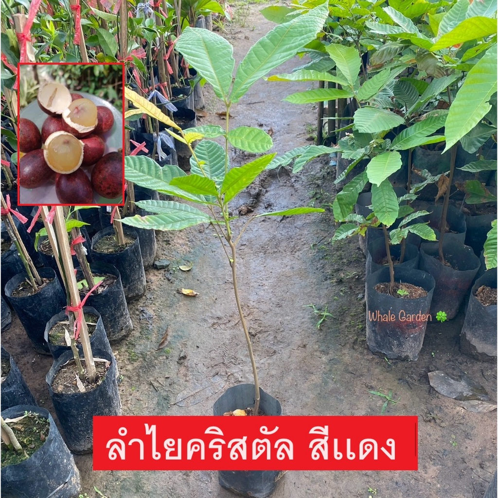 ต้นลำไยคริสตัล ลำไยคริสตัล สีเเดง (Dimocarpus Longan) ไม้ผล หายาก (รับประกัน ส่งใหม่ฟรี หากสินค้าเเสียหาย!!)