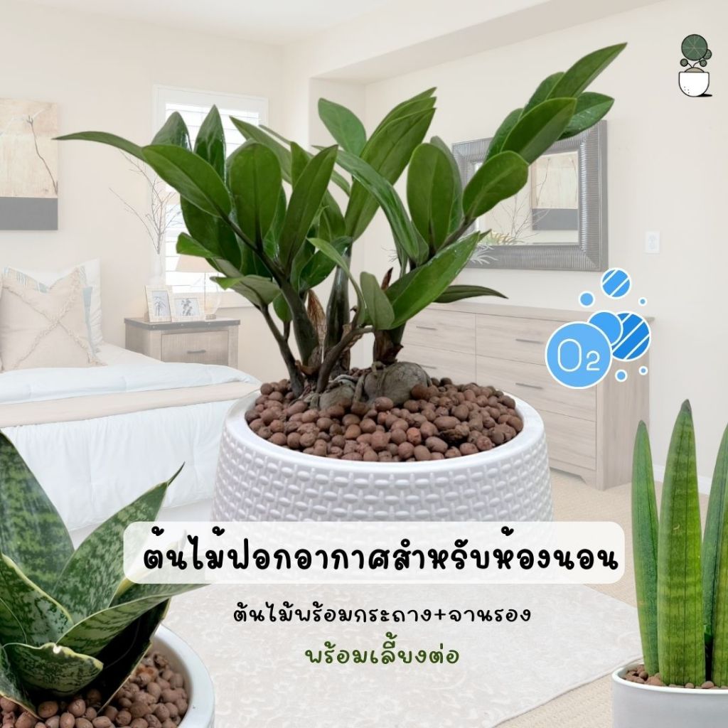 ต้นไม้ฟอกอากาศพร้อมกระถาง และจานรอง เหมาะสำหรับตั้งในห้องนอน กวักมรกต ว่านงาช้าง ลิ้นมังกรแคระ