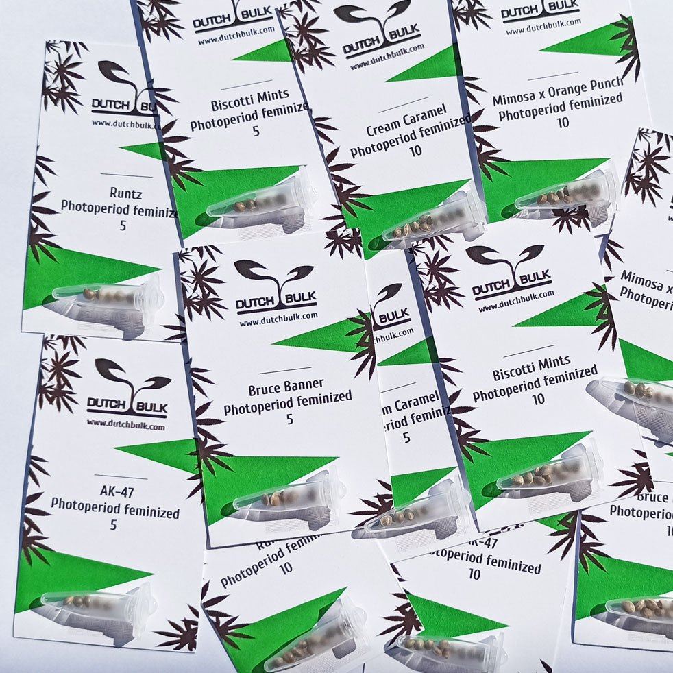 5 & 10 Сannabis seeds เมล็ดกัญชา feminized photoperiod Dutch Bulk