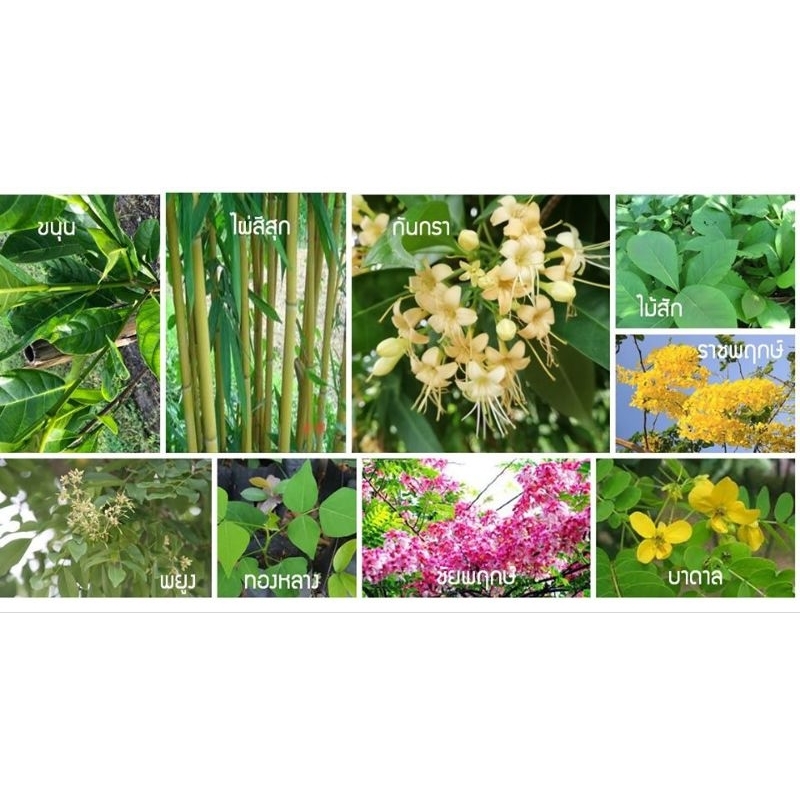 ชุดใบไม้มงคล 9 ชนิด ชนิดละ9ใบ ในพิธียกเสาเอก เสาโท(ถ้าต้องการใบไม้ชนิดอื่น inbox พูดคุยมีให้เลือกมากกว่า 50 ชนิด)