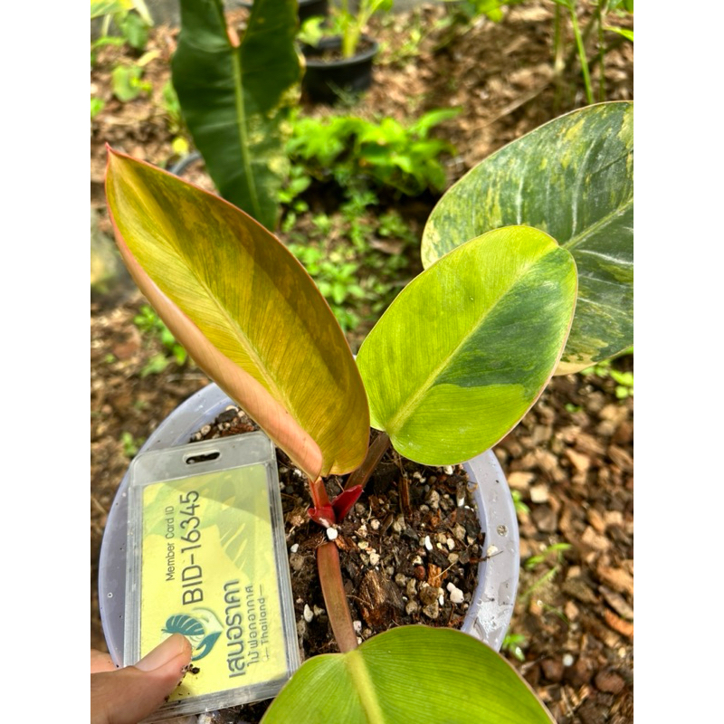 philodendron yellow congo variegated
