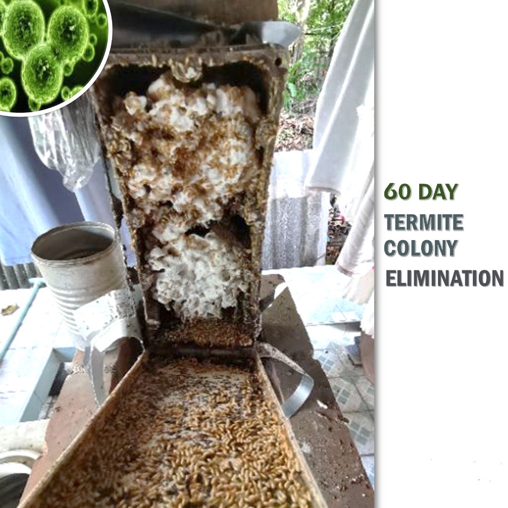 Termite Bio Bait ชุดเหยื่อเชื้อรากำจัดปลวกตายยกรัง เหยื่อชีวภัณฑ์กำจัดปลวก - รูปที่ 4