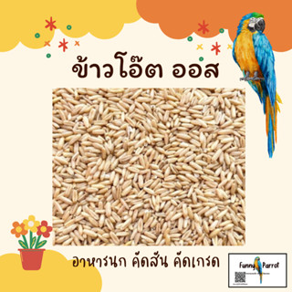 ข้าวโอ๊ต อาหารสัตว์ อาหารนก 1 กก.