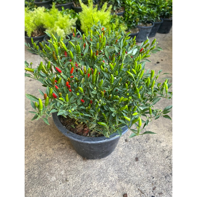 ต้นพริกขี้หนู#มี 3 ขนาดให้เลือกกระถาง 5-8-10 นิ้ว