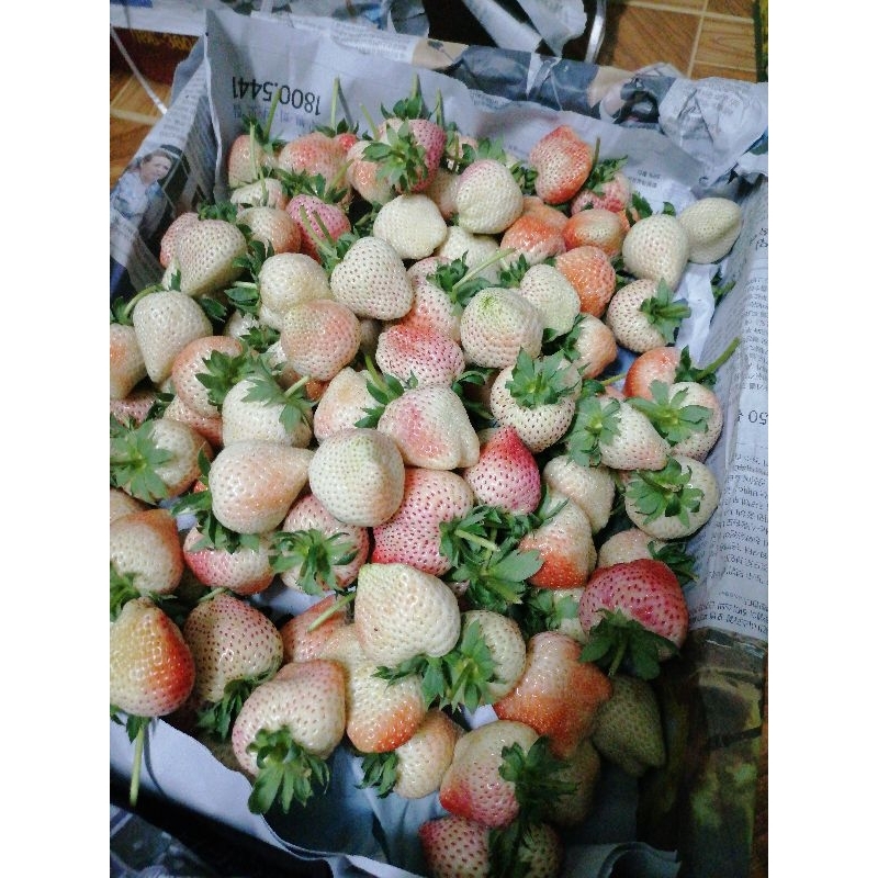 strawberry..Vวีไอพี