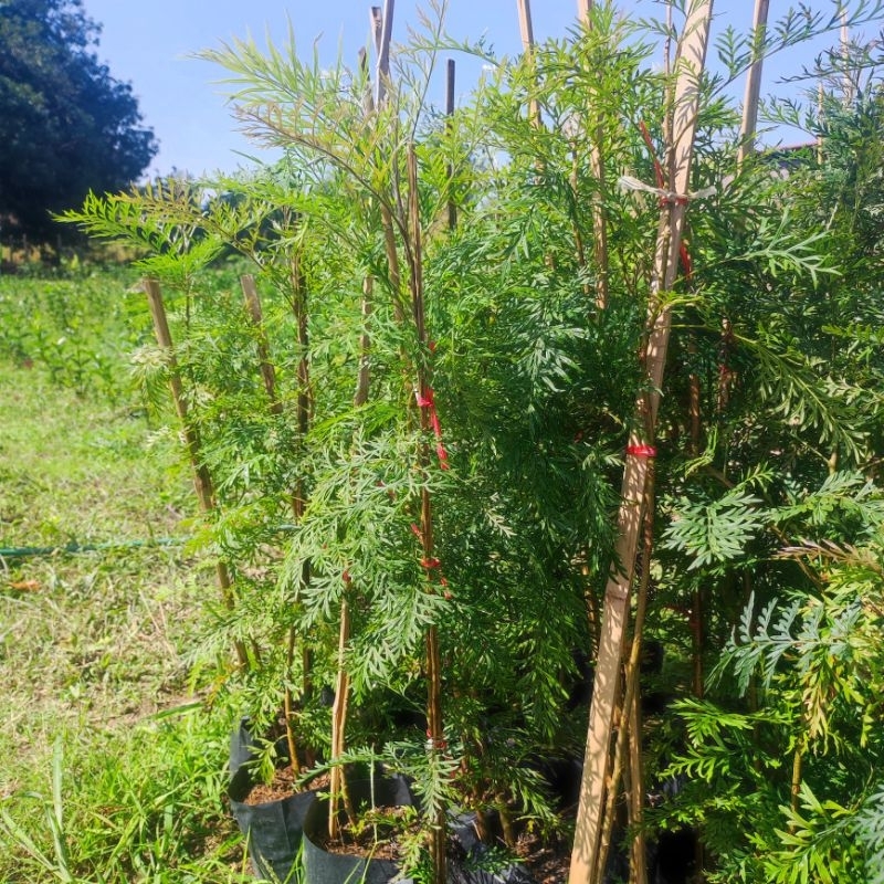 ต้นซิลเวอร์โอ๊ค ขนาด 80-90 เซนติเมตร