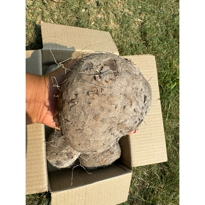 มันพร้าว มันจาว มันหนึบอร่อย1กก - รูปที่ 7