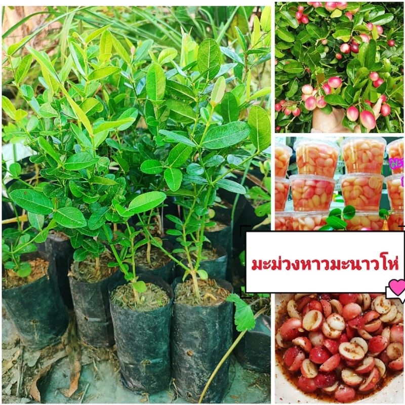 มะม่วงหาวมะนาวโห่ ผลไม้รสเปรี้ยว มีสารต้านอนุมูลอิสระสูง ชะลอการแก่ก่อนวัย ช่วยบำรุงโลหิต พันธุ์ผลดก เเข็งเเรงพร้อมปลูก