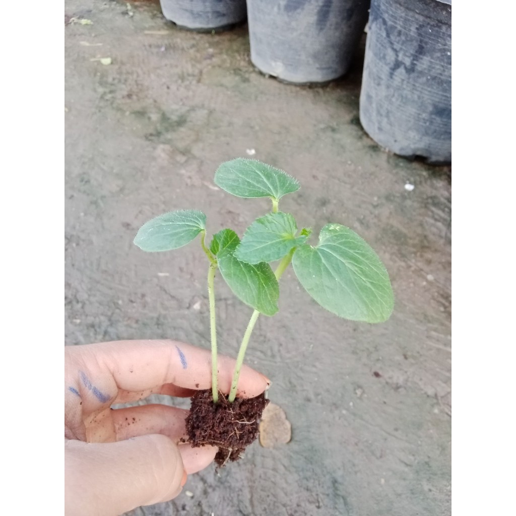 กระเจี๊ยบขาว มีแคลเซียมช่วยบำรุงกระดูกและข้อ  กล้าละ 10 บาท ซื้อ 10 แถม 2 - รูปที่ 5