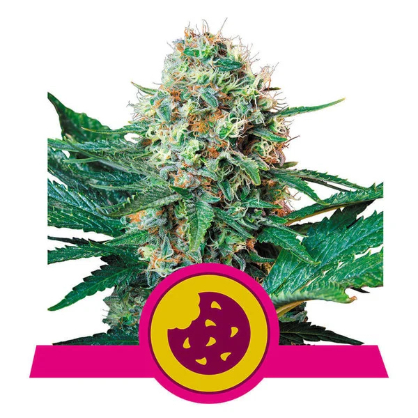 Royal Cookies | Royal Queen Seeds