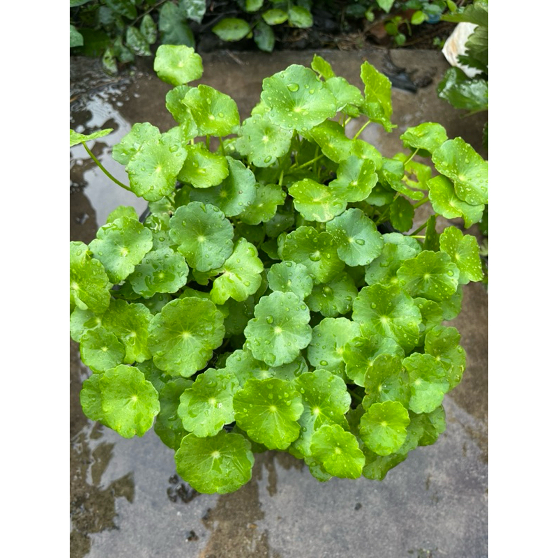 แว่นแก้ว ในกระถาง 6 นิ้ว ส่งทั้งกระถาง