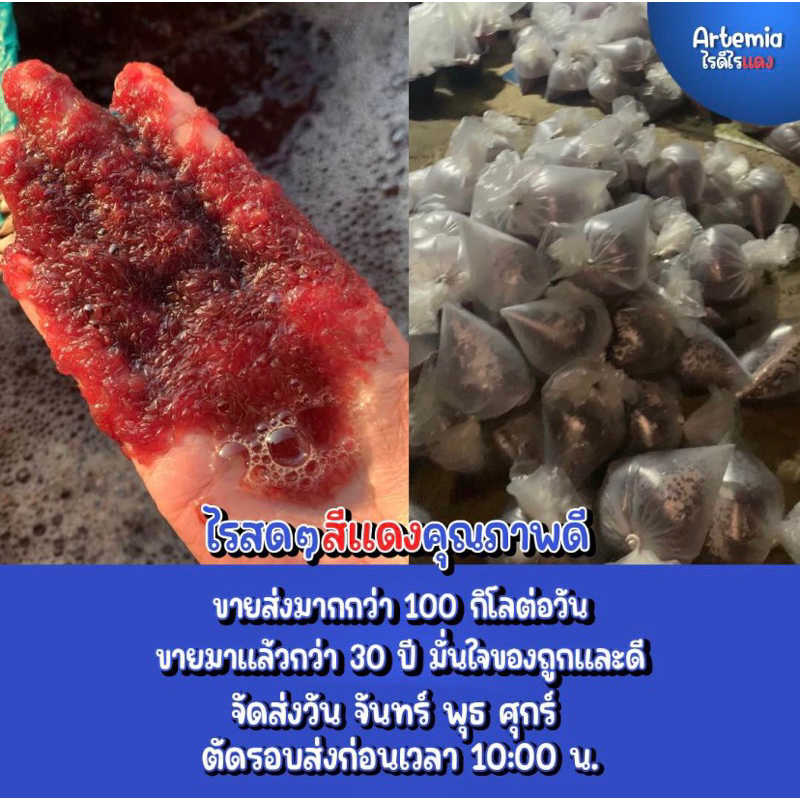 💙จัดส่งทุกวัน จ พ ศ💙 ไรทะเลแช่แข็ง อาร์ทีเมีย อาหารสดสำหรับปลา โปรตีนสูง จากเกษตรกรเนื้อล้วนไม่มีน้ำ(ใช้โค้ดลดได้ค่ะ) รูปที่ 3