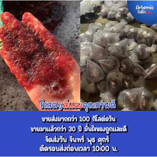 💙จัดส่งทุกวัน จ พ ศ💙 ไรทะเลแช่แข็ง อาร์ทีเมีย อาหารสดสำหรับปลา โปรตีนสูง จากเกษตรกรเนื้อล้วนไม่มีน้ำ(ใช้โค้ดลดได้ค่ะ)