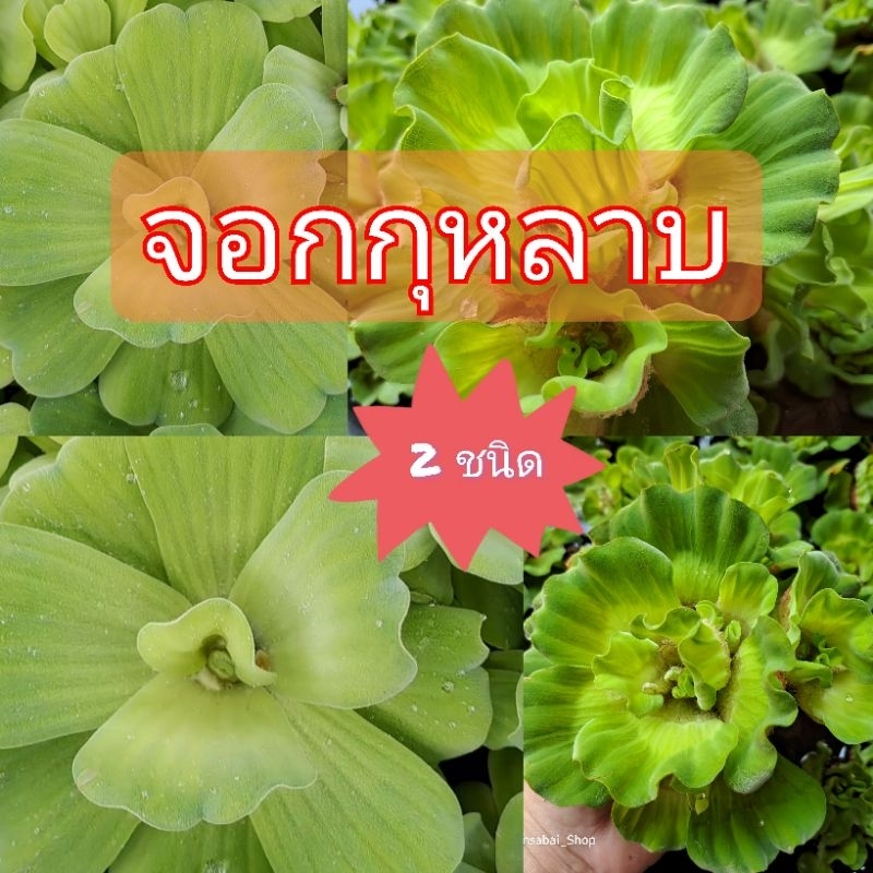จอกกุหลาบ 2ชนิด แถมทุกออเดอร์ พืชน้ำ บำบัดน้ำเสียเพิ่มออกซิเจนบ่อปลาตู้ปลา