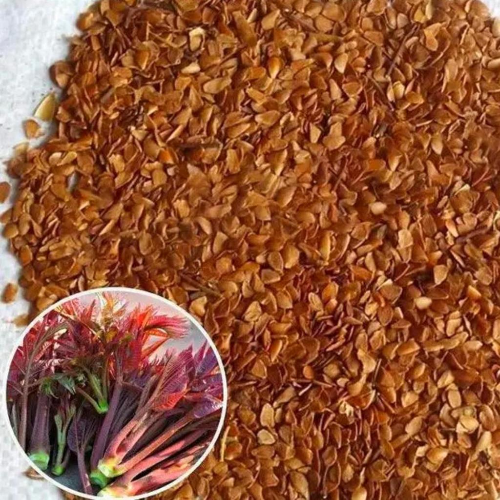 ผักตูน/ผักหวานป่าเกาหลี พันธ์ุแท้100% ซองละประมาณ50เมล็ด - รูปที่ 2